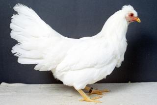 Schijndelaar Omschrijving De Schijndelaar is gefokt uit de Auracana, de het Brabants Boerenhoen en de In 2001 is de Schijndelaar het eerste en tot nu toe enige erkende Nederlandse kippenras geworden, dat eieren legt. Vacht